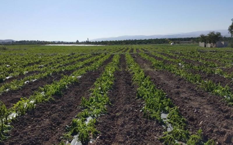 انخفاض الإنتاج الزراعي بوادي الأردن 70%