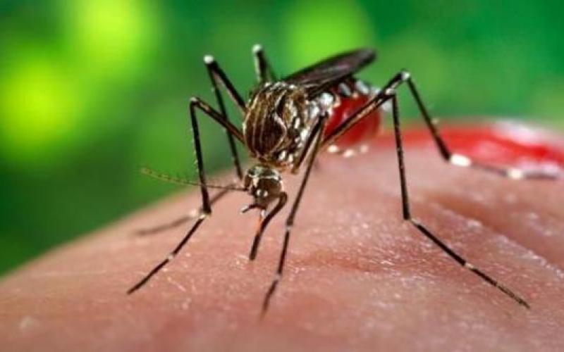 الصحة: لا إصابات بفايروس "زيكا"