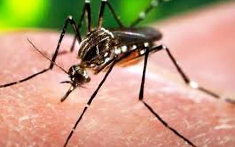 ماذا تعرف عن فايروس زيكا ؟