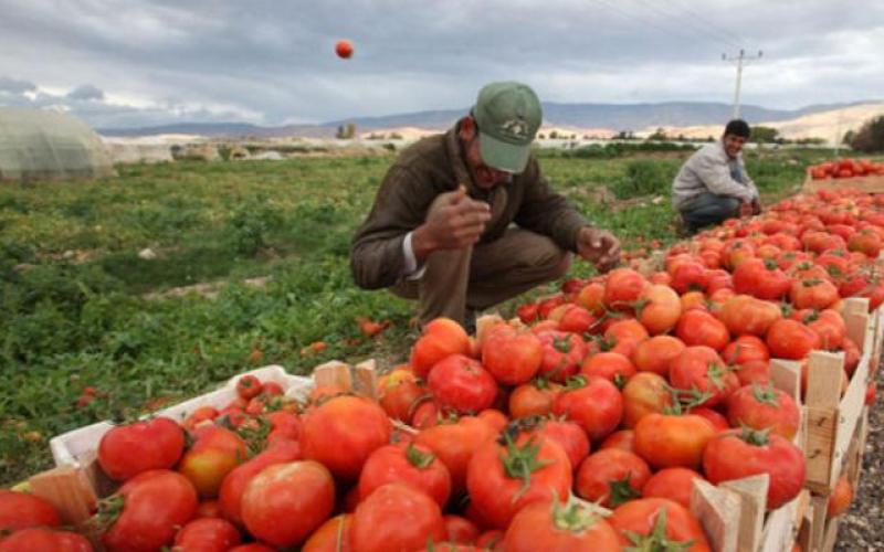 كيلو البندورة أقل من 7 قروش