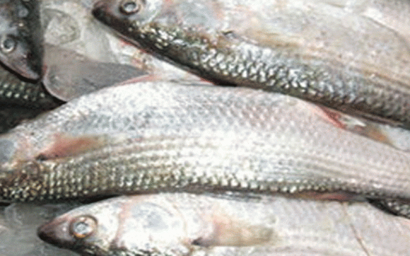 ضبط أسماك تحتوي على ديدان في الكرك