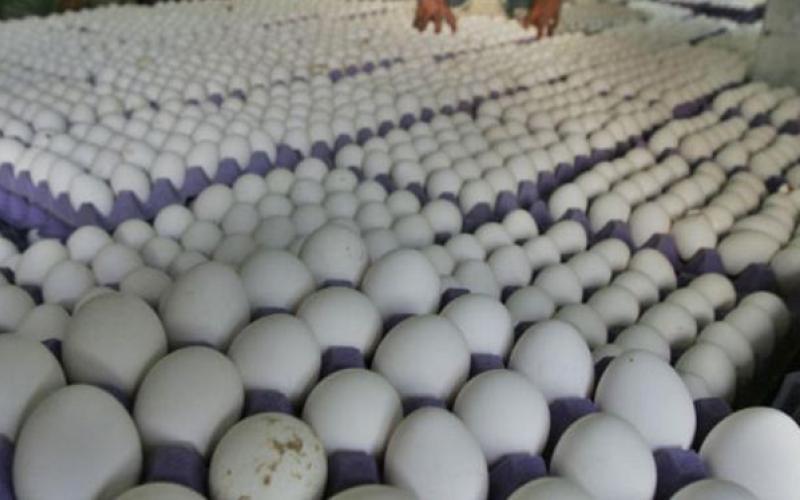 ترجيح انخفاض أسعار بيض المائدة