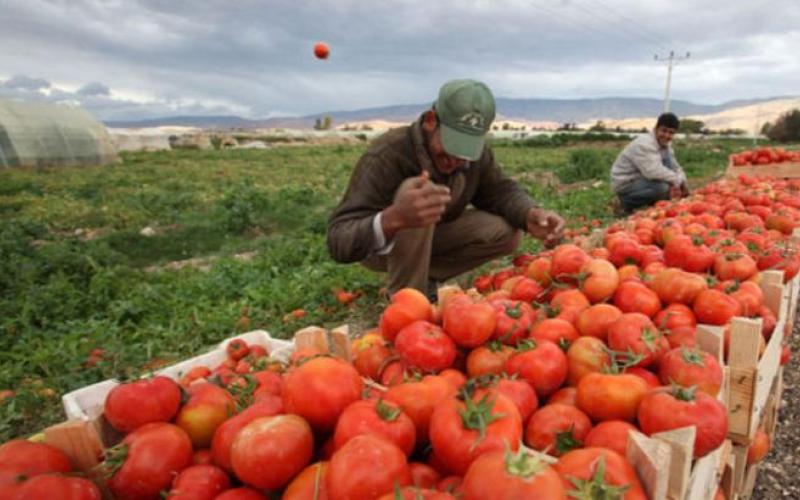 ارتفاع أسعار بعض الخضار وكيلو البندورة بـ"دينار"