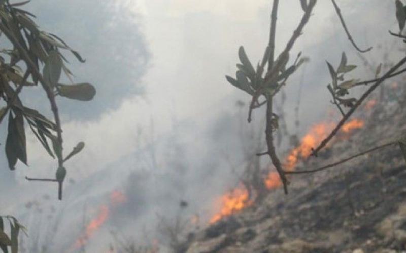 حريق يأتي على 200 شجره حرجية ومثمرة في كفرنجة