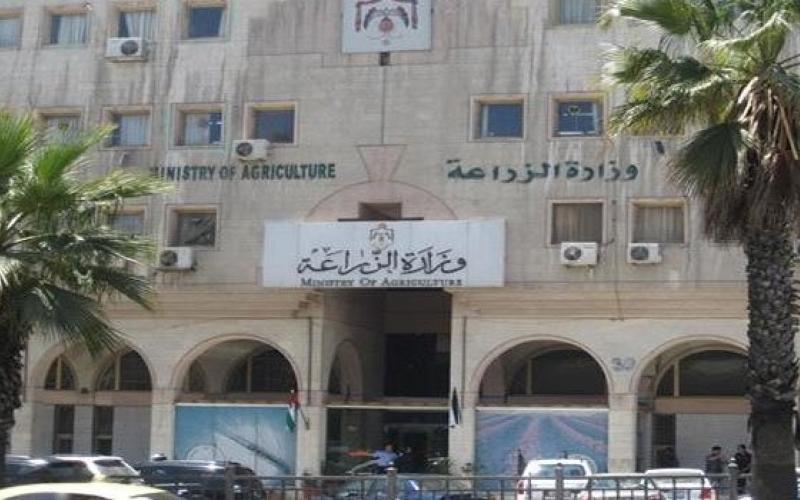 آخر موعد لاستلام القمح والشعير من المزارعين الأحد