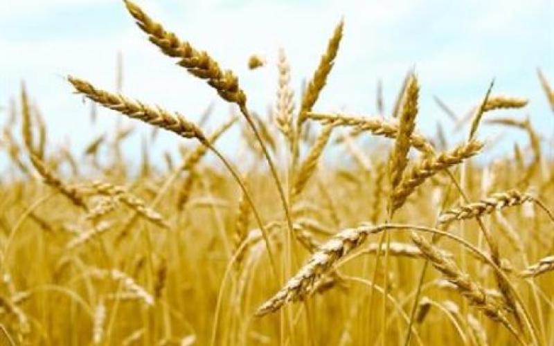 "الزراعة" تبدأ حملة لمكافحة دودة الزرع