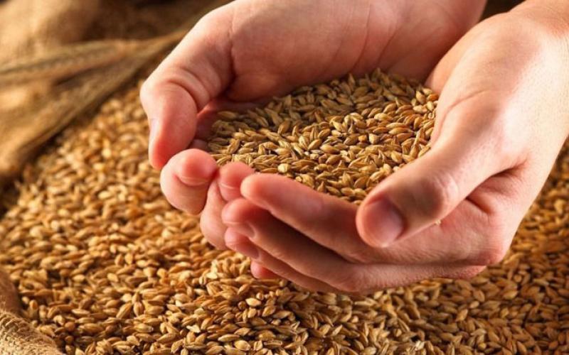 "الزراعة" تتسلم 20 الف طن قمح وشعير