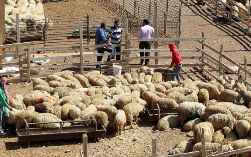 "الأمانة" توفر خدمة الاستعلام عن مواقع بيع الأضاحي إلكترونياً