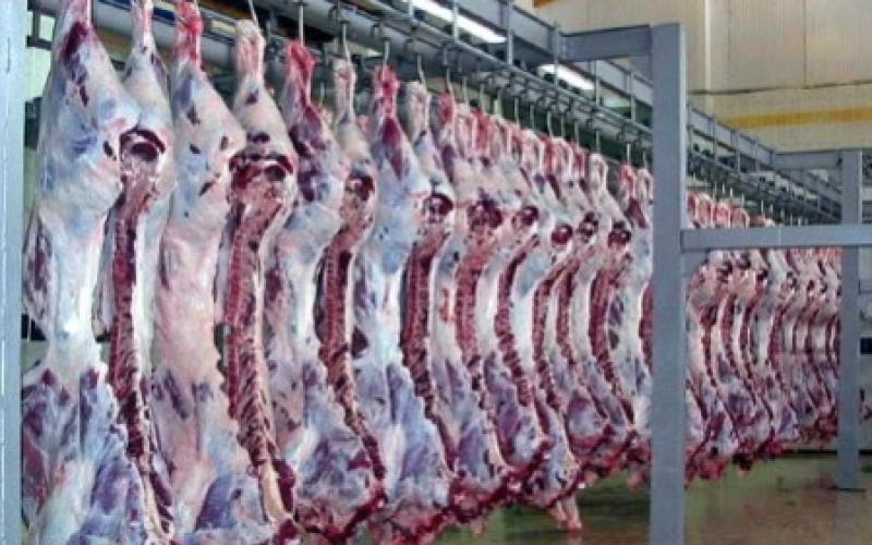 المسالخ : توزيع 50 طبيب بيطري لفحص الأضاحي في حظائر البيع والذبح