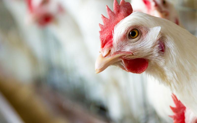 خسائر بالملايين في قطاع الدواجن