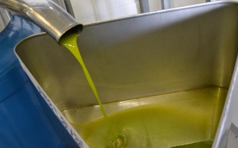 موسم زيت الزيتون... حالات غش وانخفاض في الإنتاج