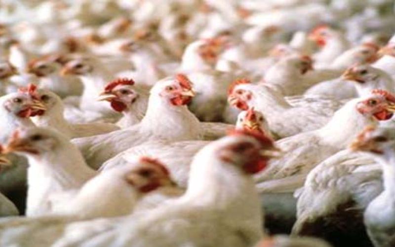 الدواجن.. وفرة في الأسواق وانخفاض الأسعار