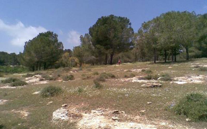 كاميرات مراقبة للثروة الحرجية