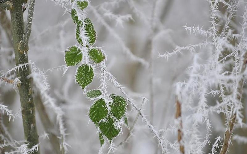 طقس بارد نهارا وصقيع ليلا وامطار خفيفة السبت