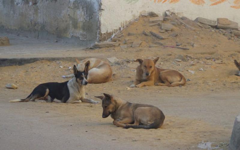 مطالبات ببدائل عن قتل الحيوانات الضالة