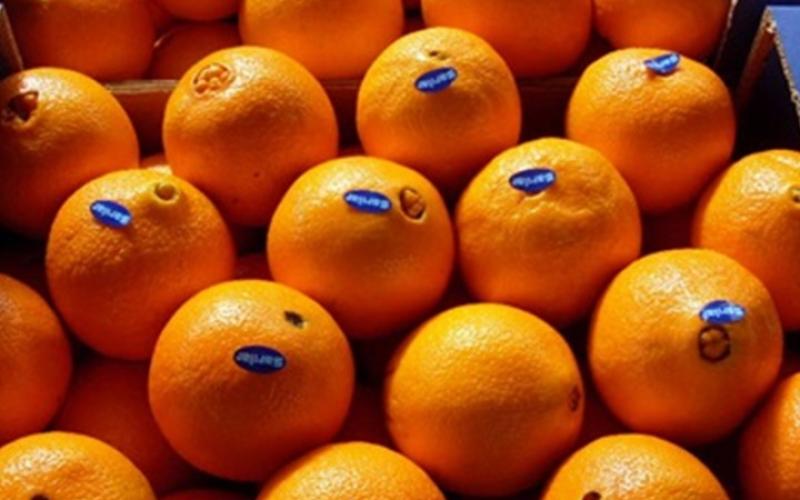 ضبط 8 أطنان من البرتقال المهرب