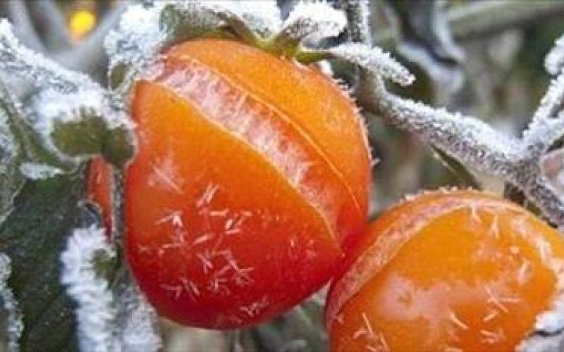 الزراعة: خطة طوارئ لمواجهة الموجة الباردة