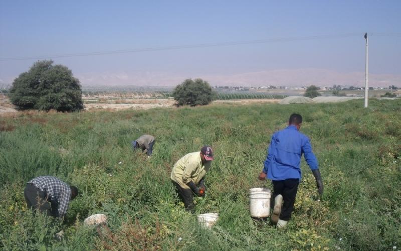 اتحاد المزارعين :رفع رسوم تصاريح العمل سينعكش سلبا على المستهلك‎