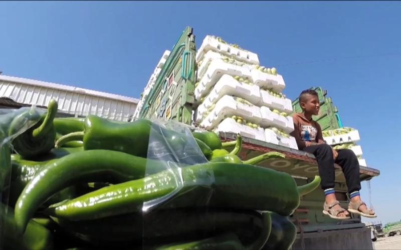 العوران: ارتفاع اسعار الخضار بمثابة ناقوس خطر