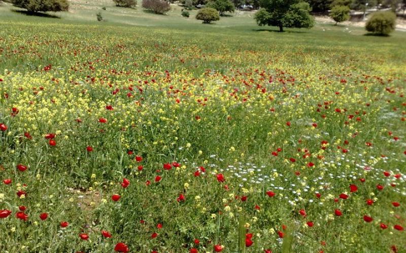 أجواء ربيعية والعظمى في عمان 21 درجة