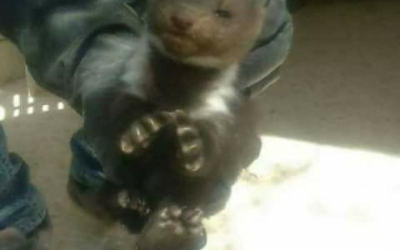 الزراعة : "الدلق الصخري" حيوان ظهر في اربد