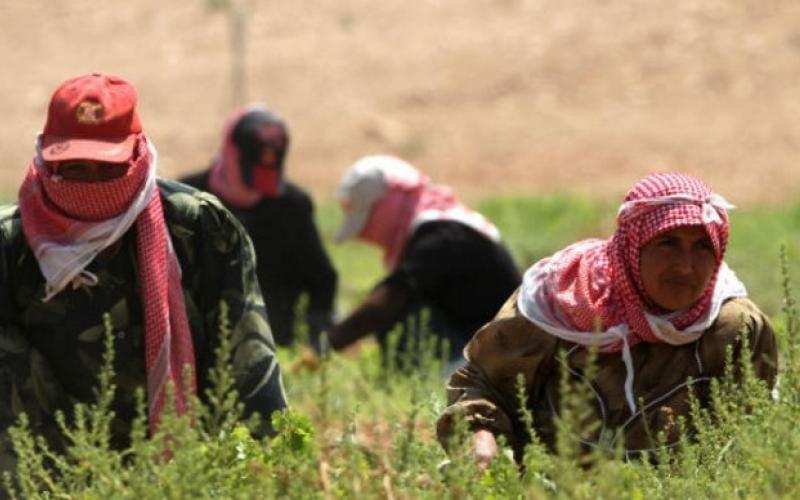 الشهاب: تغيير في النمط الزراعي في وادي الأردن