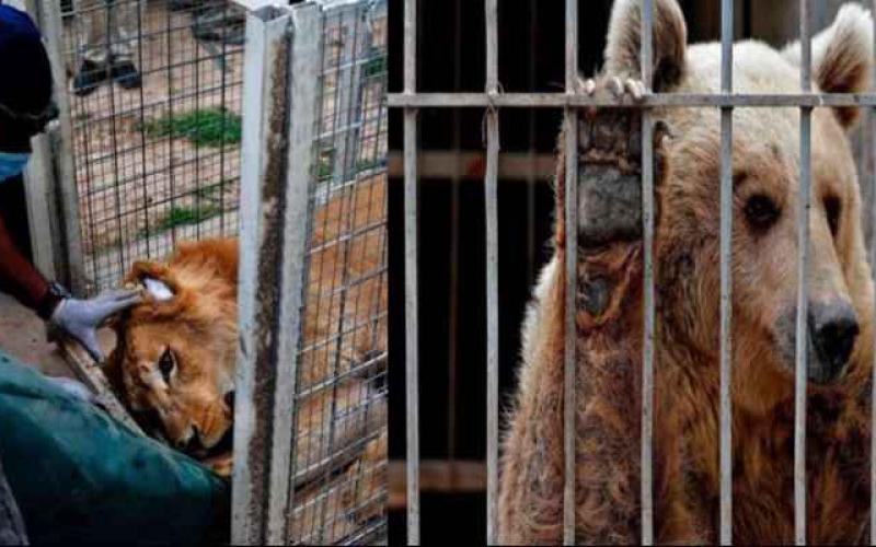 نقل الأسد سيمبا والدبة لولا إلى الأردن من الموصل