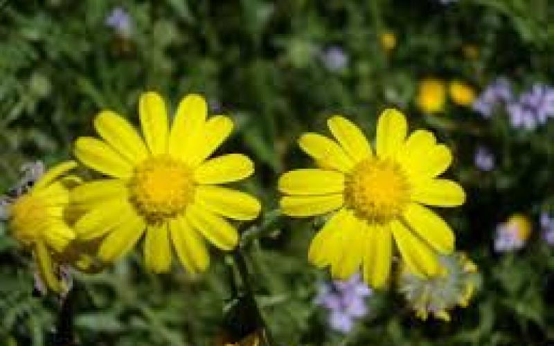 طقس غائم اليوم وتساقط الامطار اثناء النهار