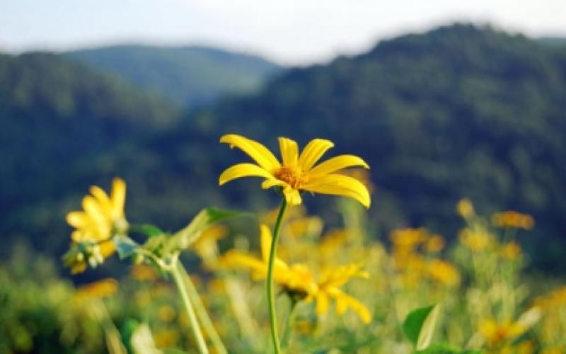 أجواء ربيعية لطيفة والعظمى في عمان 17 درجة