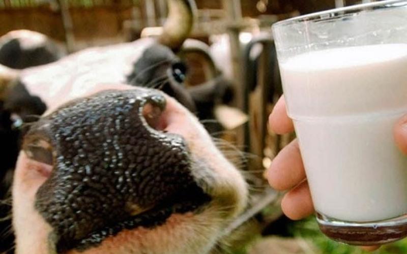 الصحة: حجم الإصبابات بالحمى المالطية طبيعي