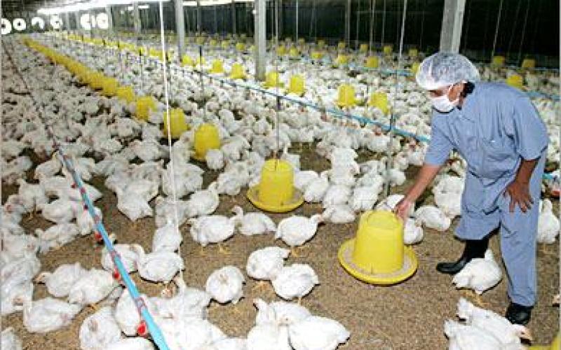 "الوطنية للدواجن" تنفي إغلاق مقرها في القطرانة