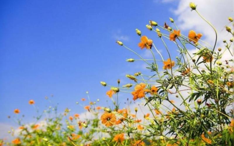 أجواء لطيفة نهارا ومائلة للبرودة مساء