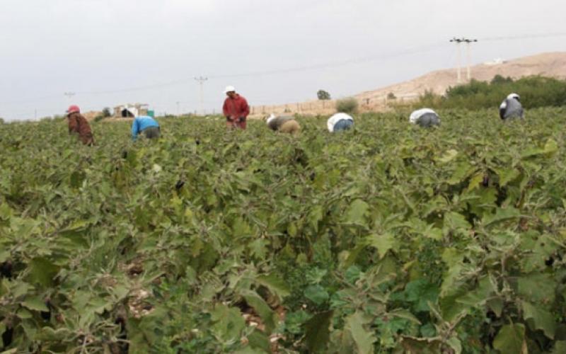 الزراعة: لا أضرار نتيجة لموجة الحر