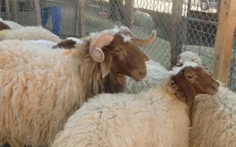 عدم السماح باستيراد سلالات مشابهة للخراف البلدي