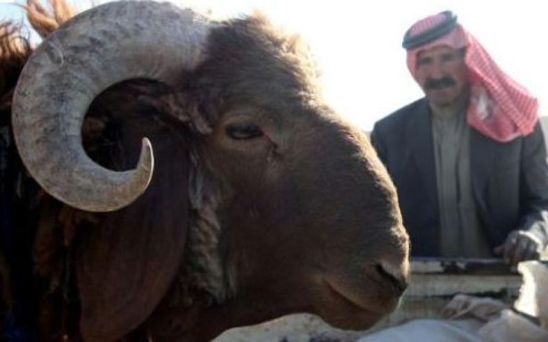توفير 750 ألف أضحية للعيد