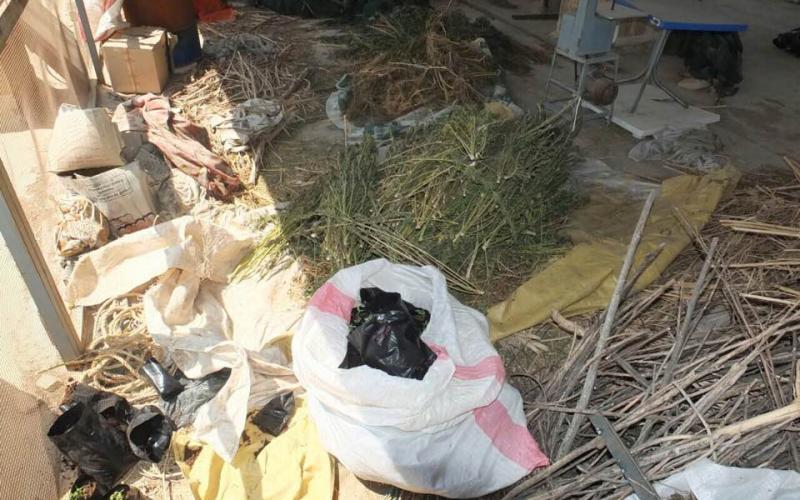 القبض على شخص يزرع المارجوانا جنوب عمان