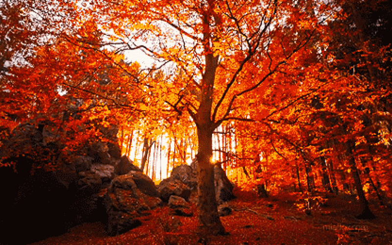 اجواء خريفية اليوم وغدا وغائمة يوم السبت