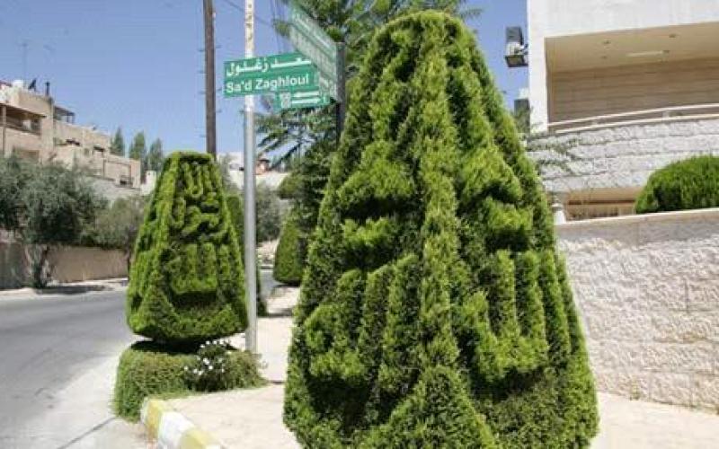 الأمانة تقلم الأشجار استعدادا لفصل الشتاء