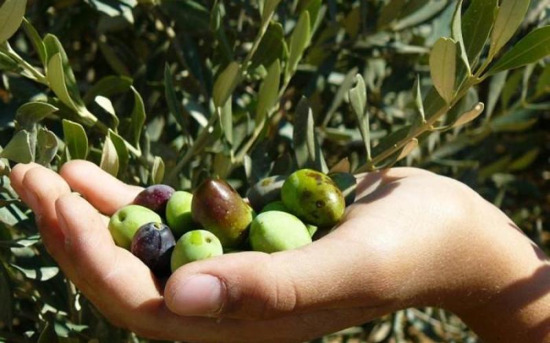 تجمع مزارعو الأردن يشكل لجنة لإدارة أزمة العمالة