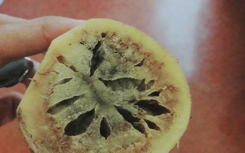 تحويل مزارعين الى المدعي العام على خلفية "البطاطا الفاسدة"