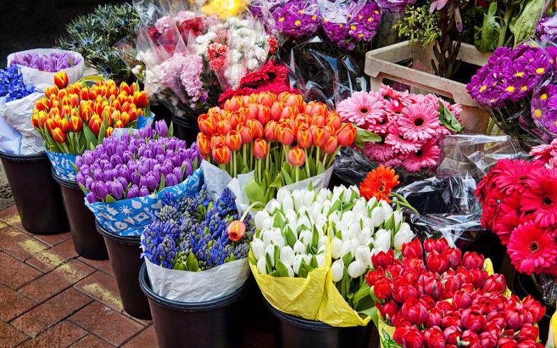 أمانة عمان تطرح عطاء لإنشاء بورصة أزهار جديدة