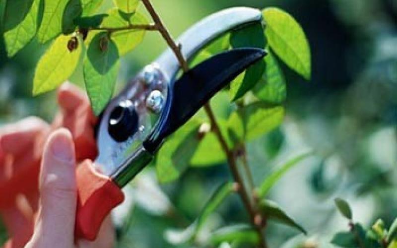 ألامانة تدعو للإبلاغ عن أشجار تعيق الحركة والرؤيا