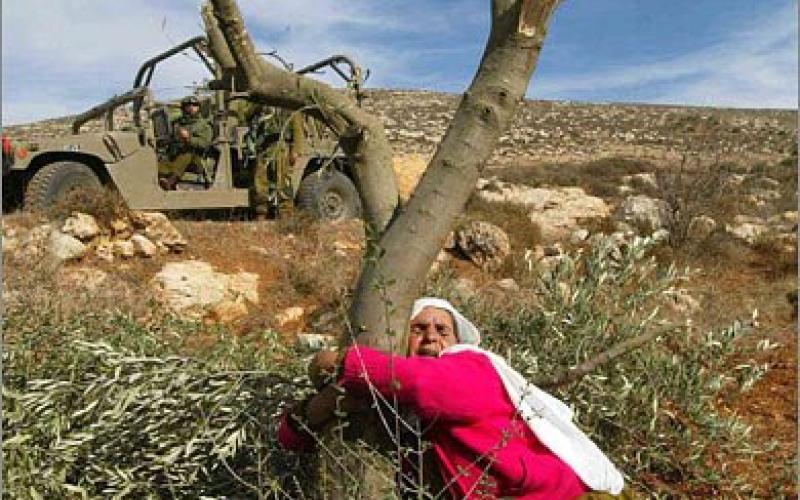 مستوطنون متطرفون يسرقون ثمار الزيتون