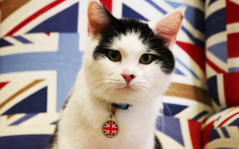 قط أردني بمنصب في السفارةالبريطانية