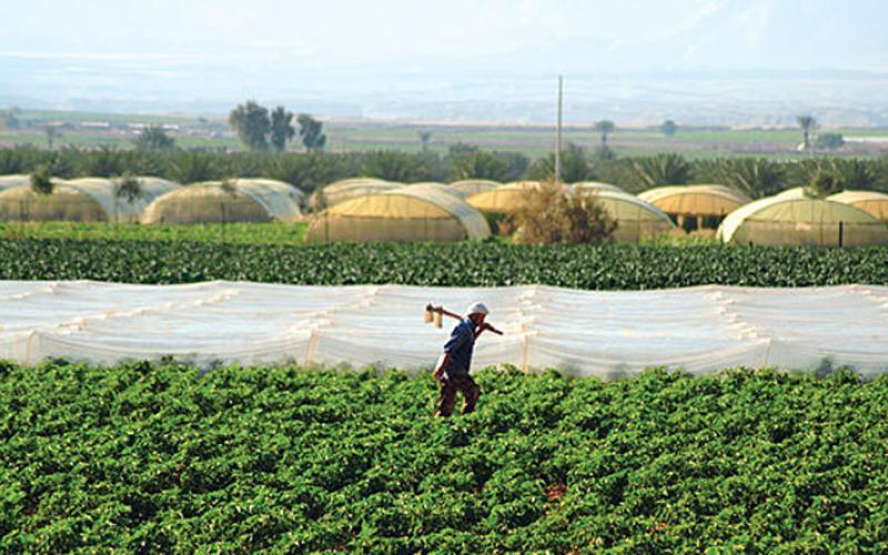 البدء بإستبدال واستقدام العمالة الوافدة في القطاع الزراعي