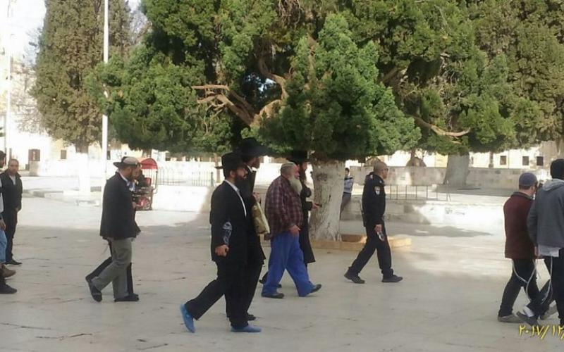 119 مستوطنًا وطالبًا يقتحمون الأقصى بحراسة مشددة