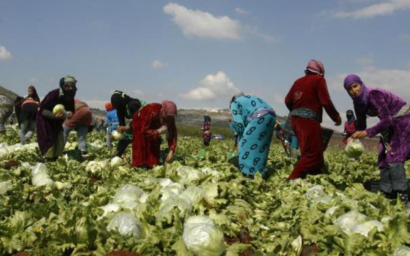 غياب الحماية للمزارعين من أصحاب العمل يزيد الانتهاكات ضد العاملات