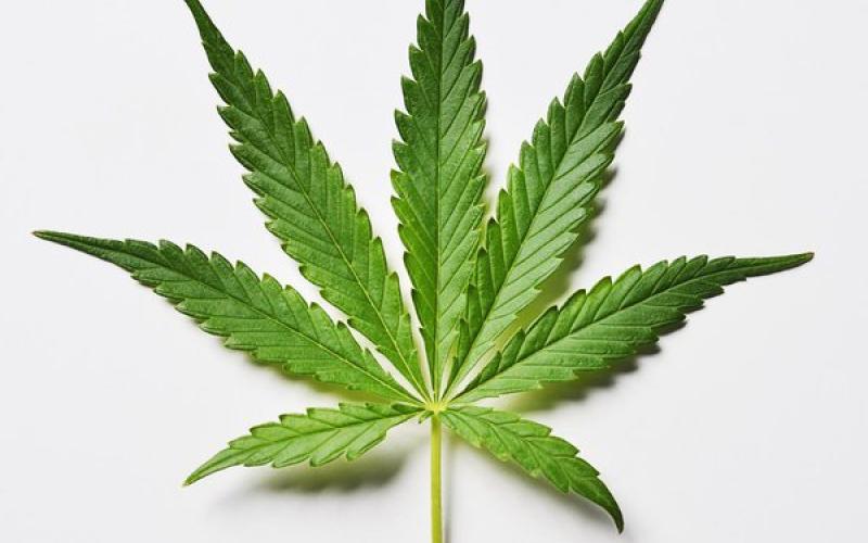 ضبط كمية من المارغوانا بالشونة الجنوبية