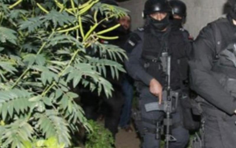 البلقاء: ضبط ماريجوانا في مزرعة