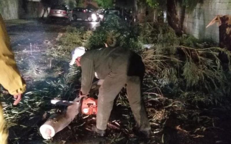 الأمانة تعاملت مع 130 ملاحظة متعلقة بالأشجار خلال المنخفض الجوي